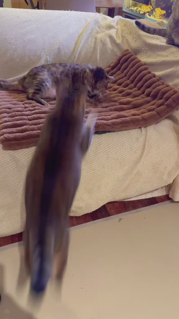 Self-Warming Pet Bed & Crate Pad for Cats and Small Dogs